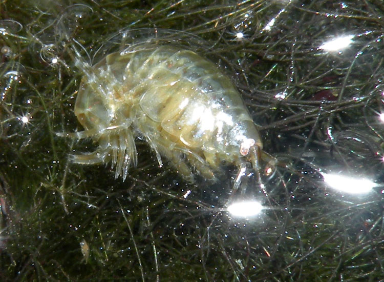 Crostacei dalle Saline di Cervia